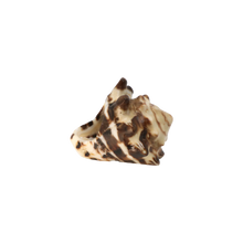 Load image into Gallery viewer, Shell Ring

