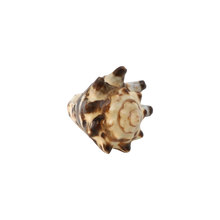Load image into Gallery viewer, Shell Ring
