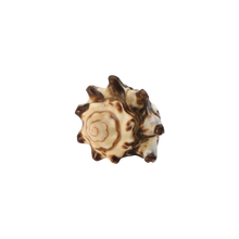 Load image into Gallery viewer, Shell Ring
