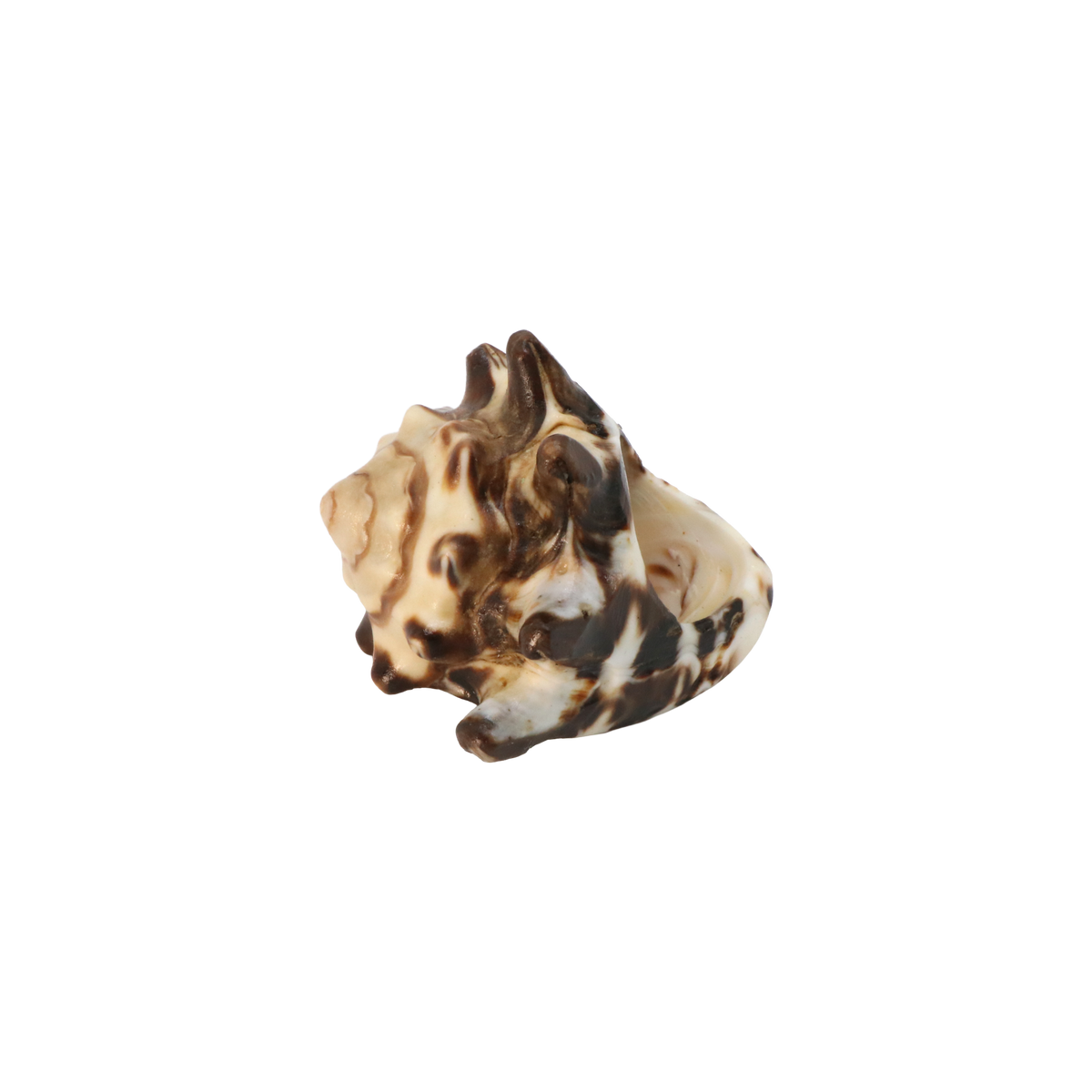 Shell Ring – Blair Pierce
