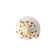 Load image into Gallery viewer, Laguna Shell Ring
