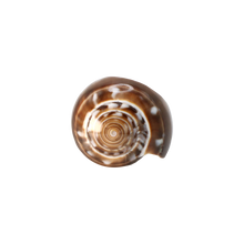 Load image into Gallery viewer, Catalina Ring
